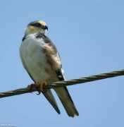 antpitta.com Segua