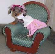 cozypetz.com Seirra