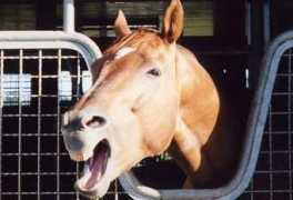 lovehorse.que.jp Sekaio