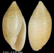 gastropods.com Sekii