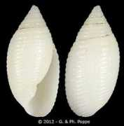 gastropods.com Sekii