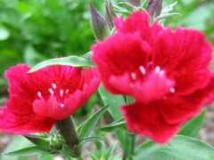 botanic.jp Sekiti
