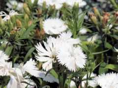 botanic.jp Sekiti