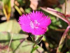 botanic.jp Sekiti