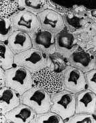 bryozoa.net Selemin