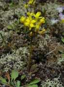 missouriplants.com Selenia