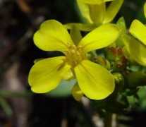 missouriplants.com Selenia