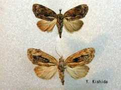 jpmoth.org Selepa
