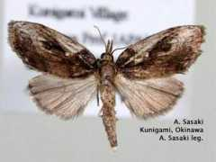 jpmoth.org Selepa