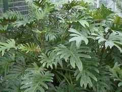 thegardenhelper.com Selloum