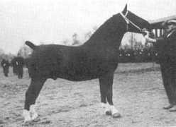 gelderlanderhorse.nl Selmina