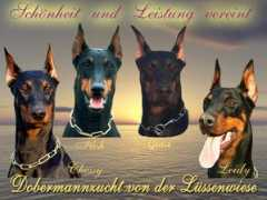 Seltenhammer