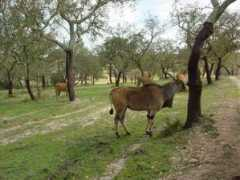 panoramio.com Selvagem