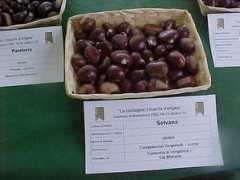 marronicastione.it Selvana