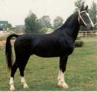 gelderlanderhorse.nl Selvira