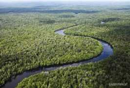 greenpeace.org Sembilang