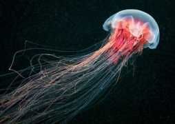 inspirationfeed.com Semeonov