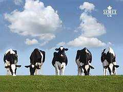 Semex