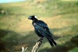 Semien