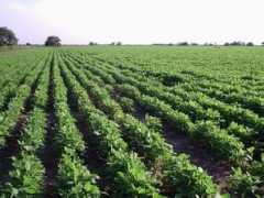tierrasycampos.com.ar Semilia