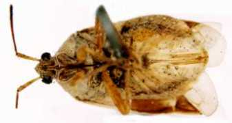 Semilota
