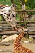 zooborns.com Sempala