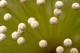 floriterapia.com Sempreviva