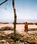 eritreadonkeys.org Senab