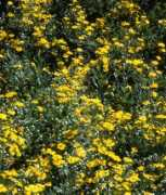 fotolibra.com Senecio