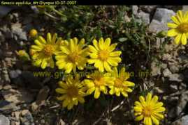 greekmountainflora.info Senecio