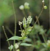 Senega