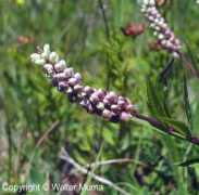 Senega