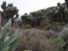 Senesio