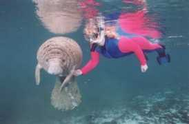 swimwithamanatee.com Senetra