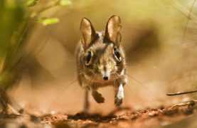 Sengi