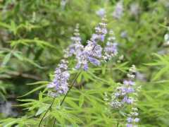 botanic.jp Senibo