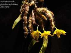 orchid.url.tw Senile