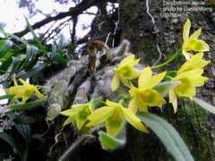 orchid.url.tw Senile