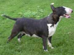 bullterrier.uw.hu Senilla