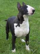 bullterrier.uw.hu Senilla