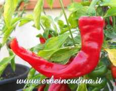 erbeincucina.it Senise