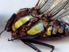 Senkaya
