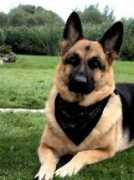 artwanted.com Sennef