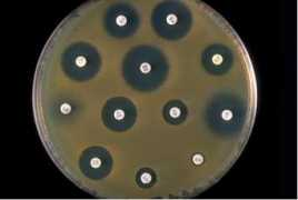 bio.miami.edu Sensitivity