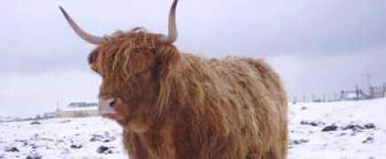 bruehighlanders.co.uk Seonaid