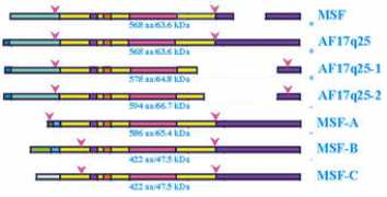 atlasgeneticsoncology.org Septin