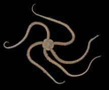 Septus