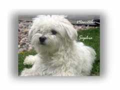 myhavanese.ca Seradilla