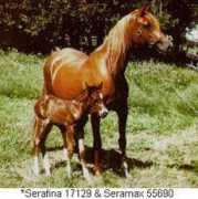asarabians.com Serafina