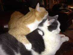 catster.com Seraiah